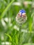 Flower macro shot of a Centaurea cyanus or Cornflower. Beautiful