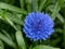 Flower macro shot of a Centaurea cyanus or Cornflower. Beautiful