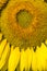 Flower macro, sunflower colorful flower