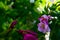 Flower macro violet petal plant