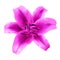 Flower magenta lily isolated on white background with clipping path. Close-up.