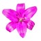 Flower magenta  lily isolated on white background with clipping path.  Close-up.