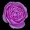 flower magenta rose isolated on black background with clipping path.