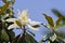 Flower of Magnolia grandiflora