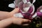 Flower of Magnolia Soulangeana held in little girl hands like a chalice, dark background.