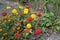 Flower major. Zinnia elegans. Garden. Field. Floriculture