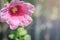 Flower mallow red in water drops, macro, blurred background