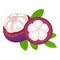 Flower mangosteen icon cartoon vector. Garcinia fruit