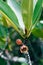 Flower of mangrove tree, Rhizophora apiculata Blume close up shot