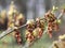 Flower of the Maple Ash, Acer negundo