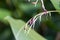 Flower of a Marantochloa purpurea plant