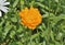 Flower of marigold 4