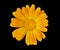 Flower of marigold 7