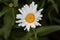 Flower of a max chrysanthemum, Leucanthemum maximum