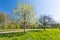 Flower meadow and apple trees in idyllic park in spring