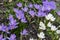Flower meadow. colorful crocuses