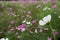 Flower meadow. Cosmos flowers,  Coreopsideae.