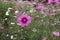 Flower meadow. Cosmos flowers,  Coreopsideae.