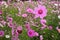 Flower meadow. Flower meadow. Cosmos flowers,  Coreopsideae.flowers,  Coreopsideae.