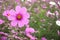 Flower meadow. Pink Cosmos flower, Coreopsideae.