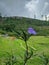 Flower meadow plant field prairie grass grassland agriculture wilflower