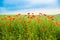 Flower meadow with poppies and cornflowers