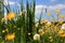 Flower meadow in the summer