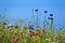 Flower meadow in the summer