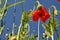 Flower meadow in summer with red poppies