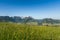 Flower meadow with view to the Alpstein mountains with Saentis and Altmann, Switzerland