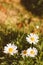 Flower meadow vintage retro