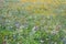 Flower meadow wild blooming blossom countryside park various plants