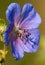 Flower of medadow cranesbill