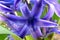 Flower of Mediternian Blue hyacinth hyacinthus orientalis - macro