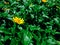 Flower (Melampodium Paludosum Flower