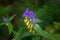 Flower melampyrum nemorosum closeup