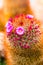 Flower of Melocactus sp