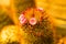 Flower of Melocactus sp