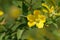 Flower of a Mexican Primrose-Willow, a stout, perennial herb.