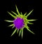 Flower Milk thistle isolated on a black background