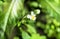 Flower of miniature pansies
