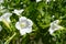 Flower Mirabilis jalapa white in garden. Thailand floriculture
