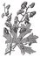 Flower of Monkshood or Aconitum napellus engraved illustration