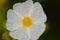 Flower of Montpellier cistus covered with dew drops