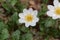 Flower of a mountain avens Dryas octopetala