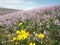 Flower and mountain pink lilac spring