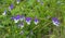 Flower mountain violet growing on the slopes of the Rila mountains in Bulgaria