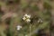 Flower of a mouse-ear cress, Arabidopsis thaliana