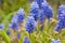 Flower mouse Muscari hyacinth in spring. Selective focus