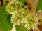 The flower mulberry tree, appear in scaly clusters, female flowers ripening quickly into blackberry-shaped edible fruits.